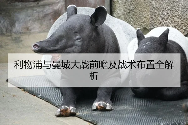 利物浦与曼城大战前瞻及战术布置全解析
